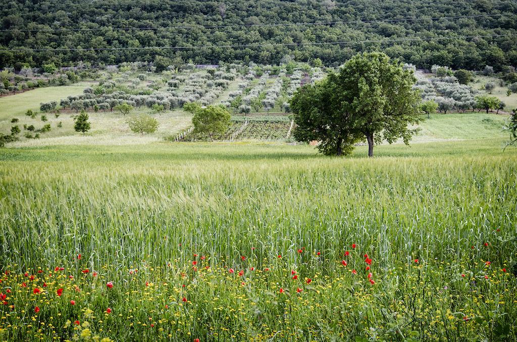 Masseria Mazzalorsa Альберобелло Екстер'єр фото